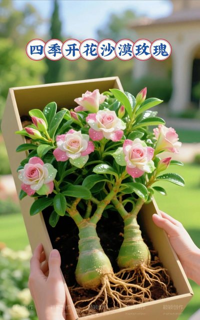 家庭养花用生根粉