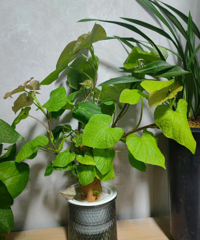 家庭养花用生根粉