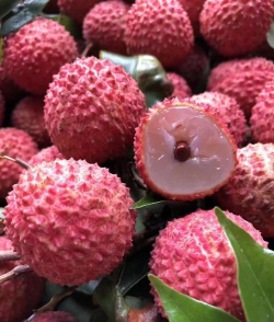 荔枝新品的荔枝叫什么