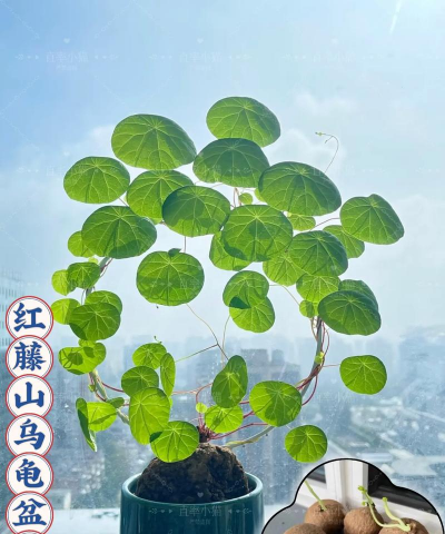 地不容怎么种盆景