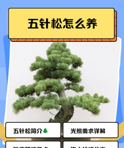 五针松怎么养