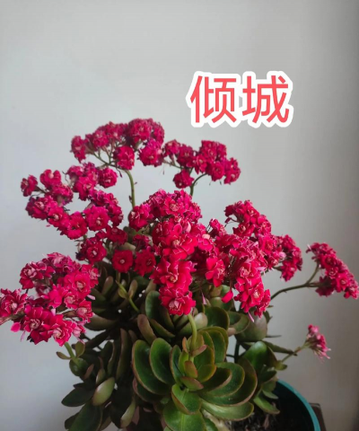 红色的那个叫什么花