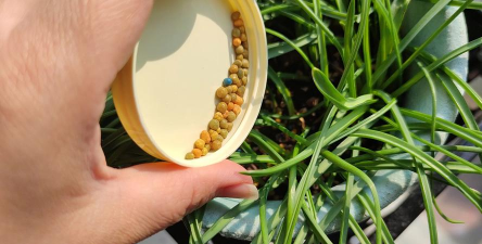 家庭养花用生根粉