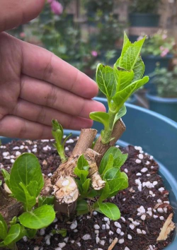 家庭养花用生根粉