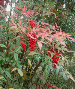 南天竹什么品种好