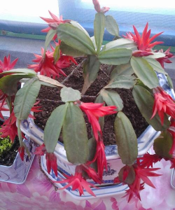 仙人指为什么扁了