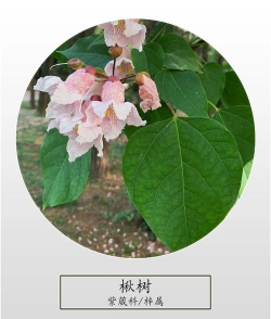 楸树的叶子像什么