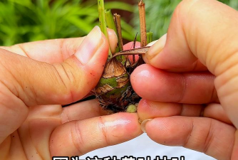 家庭养花用生根粉