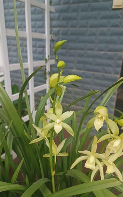 兰花雪美人属于什么品种