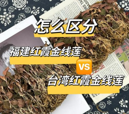 金线莲怎么分别