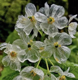 骨架花是什么意思