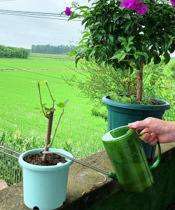 家庭养花用生根粉