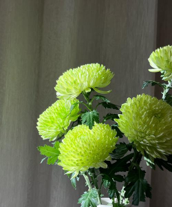 绿菊花是什么肥好