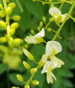 龙爪槐的花怎么吃