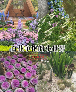 白云那里陪养花养花