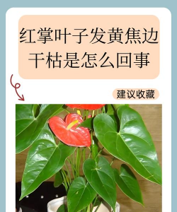 红撑叶子黄了怎么
