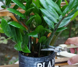 家庭养花用生根粉