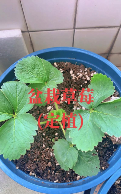 阳台怎么做草莓