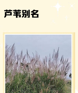 芦苇别称是什么城