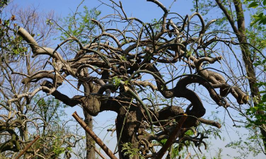 龙爪槐的生长状况是什么