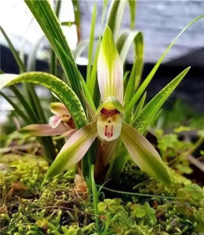 什么品种的春兰出架