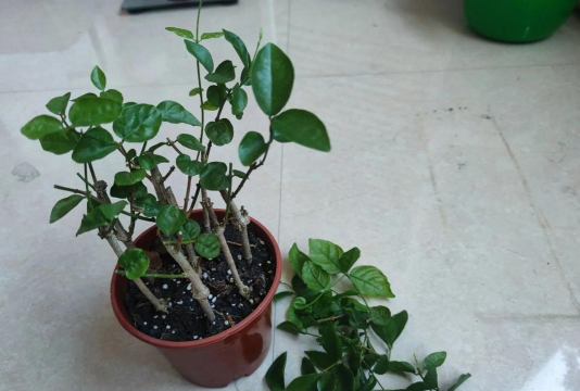 家庭养花用生根粉