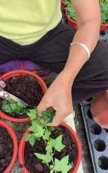 常春藤怎么扦插