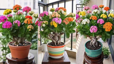 户外养花对比家养花