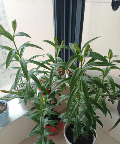 家庭养花用生根粉