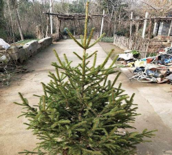 室内云杉树怎么养