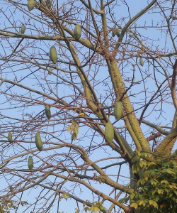 大腹木棉结什么果