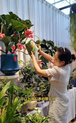 家庭养花用生根粉