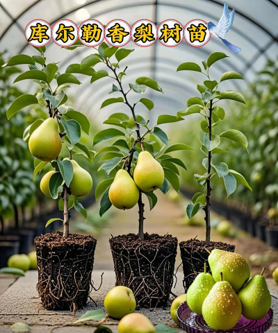 最红红香梨栽培要点