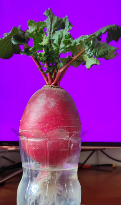 娃娃萝卜菜怎么水培