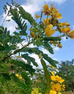 黄花槐的结什么果