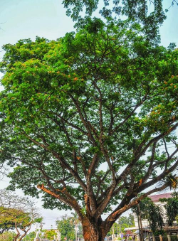 清远市市树是什么