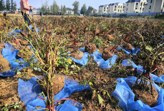 家庭养花用生根粉