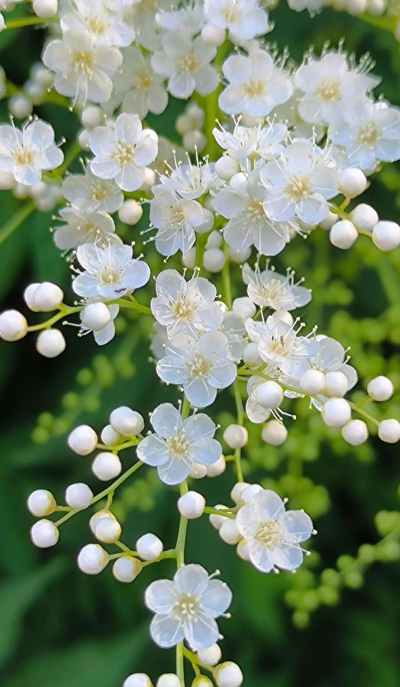 华北夏天适合养什么花