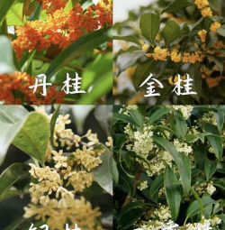 北京丹桂什么时候开花