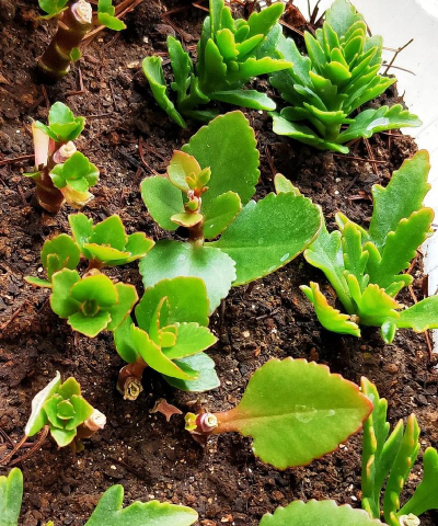 家庭养花用生根粉