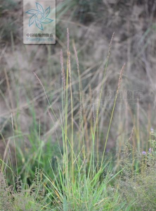细茎披碱草－强劲