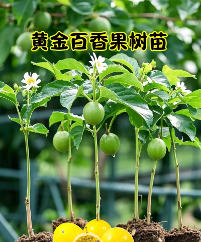 黄金果怎么种植