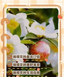 橄榄花的寓意是什么