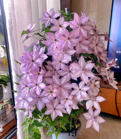 家庭养花用生根粉