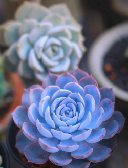 什么多肉是蓝色叶片