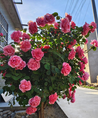 家庭养花用生根粉