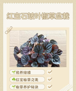 红宝石草怎么养