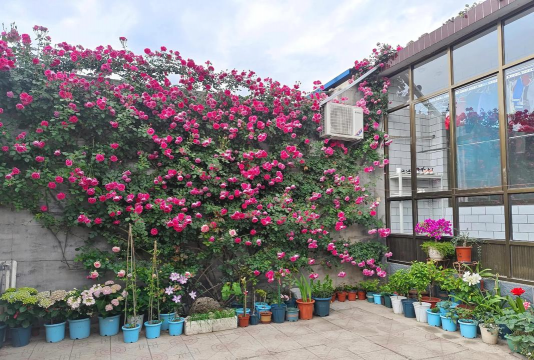 家庭养花用生根粉