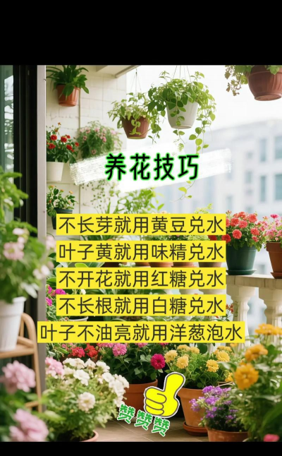 家庭养花用生根粉