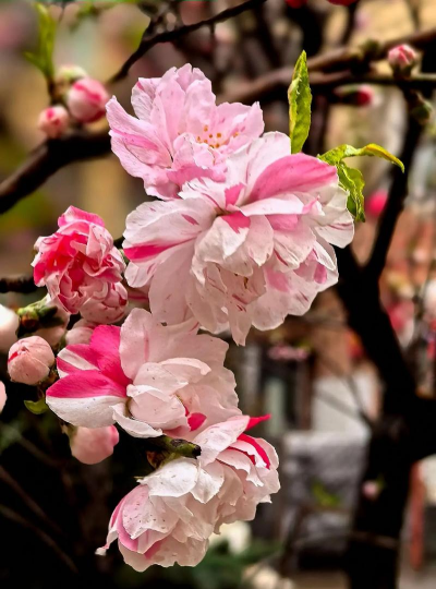 碧桃上的花叫什么